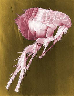 256px Flea Scanning Electron Micrograph False Color