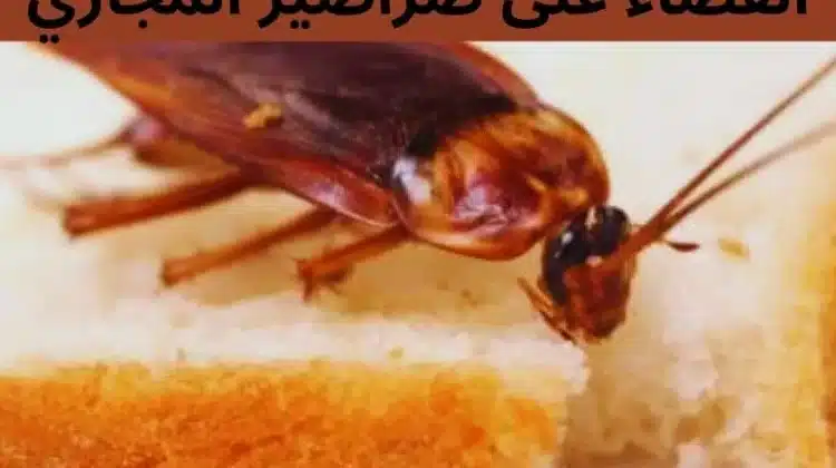 القضاء على صراصير المجاري 1