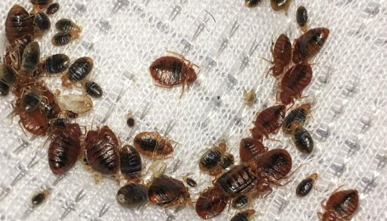 176 155818 bed bugs insect cleaning