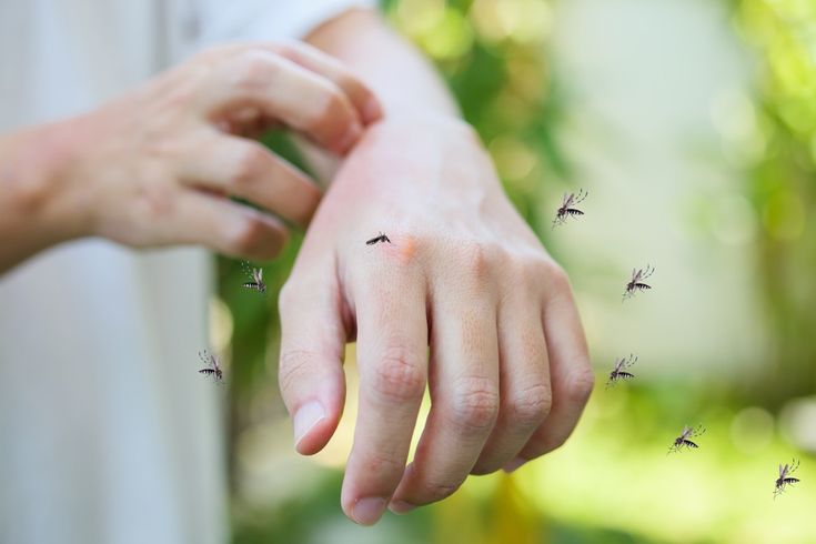 9 Best Plants That Repel Mosquitoes Naturally Experts Say — Best Life