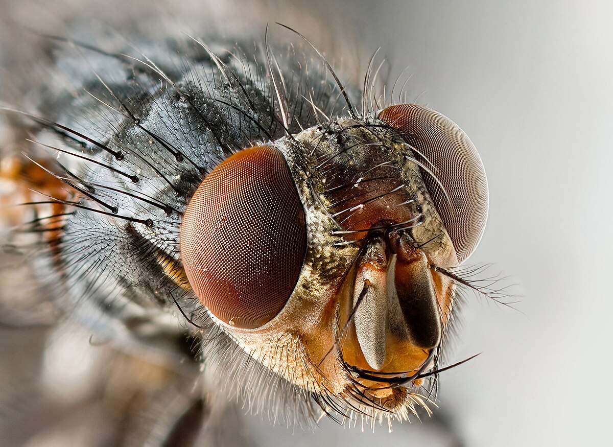 Sarcophagid fly Portrait