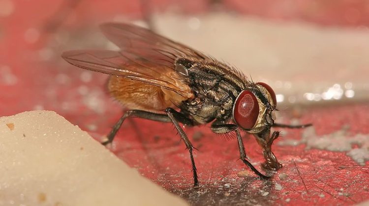 dc27e0edad7bba6fec470cc821c11a14