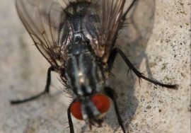 الحشرات يتبع فصيلة الذبابية