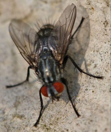 الحشرات يتبع فصيلة الذبابية