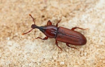 كيفية التخلص من سوس الخشب بسهولة في المنزل اكتشفي ما هي علامات وجود السوس في الأثاث المنزلي الخشبي