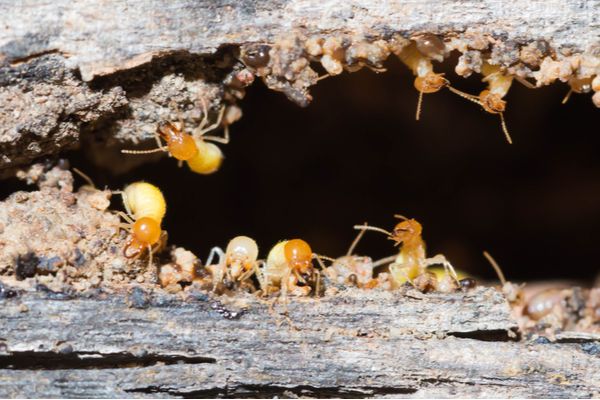 ￼How to Kill Termites 5 Home Remedies for Termites in Your Walls Buckaroo Pest Protection