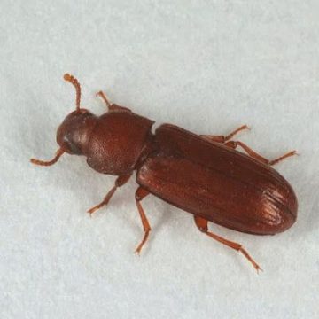 60aa3706e8c2bd063360363229cb5759