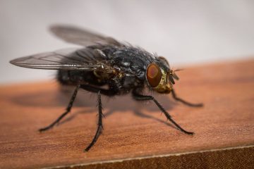 920b17f8045466efa60f89974e4d2c3e