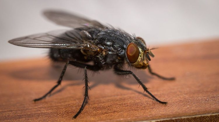 920b17f8045466efa60f89974e4d2c3e