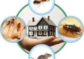 Pest control Vancouver A way to protect your warehouse
