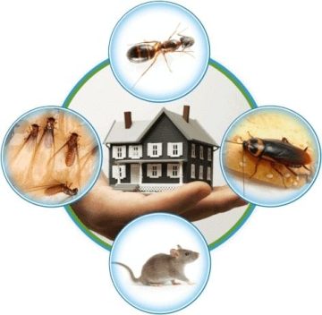 Pest control Vancouver A way to protect your warehouse