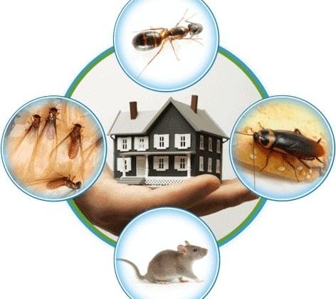 أسرار الوقاية المستدامة: دليل المركز الألماني لمكافحة الآفات في القضاء على الحشرات والقوارض نهائياً بأحدث المعايير الدولية 19 Pest control Vancouver A way to protect your warehouse