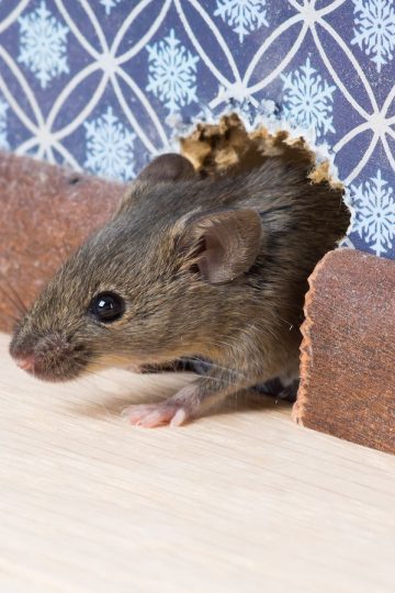 Rodent Removal Rodent Control South Florida Florida Environmental