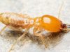 Termite Inspection Costs Factors And Estimations