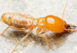 Termite Inspection Costs Factors And Estimations