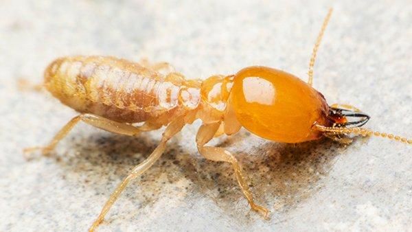 Termite Inspection Costs Factors And Estimations