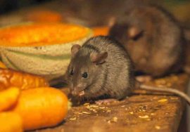 b1890ceaa164aabf386f113f45aa69a5