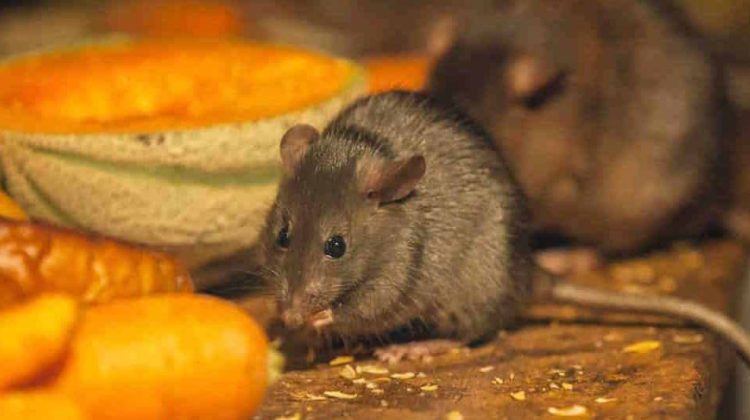 b1890ceaa164aabf386f113f45aa69a5