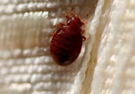 d177191deccdf7d1afe4ddc1c41191b1