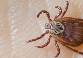 e03b34b13e60bd114b7986f0e3e277ff