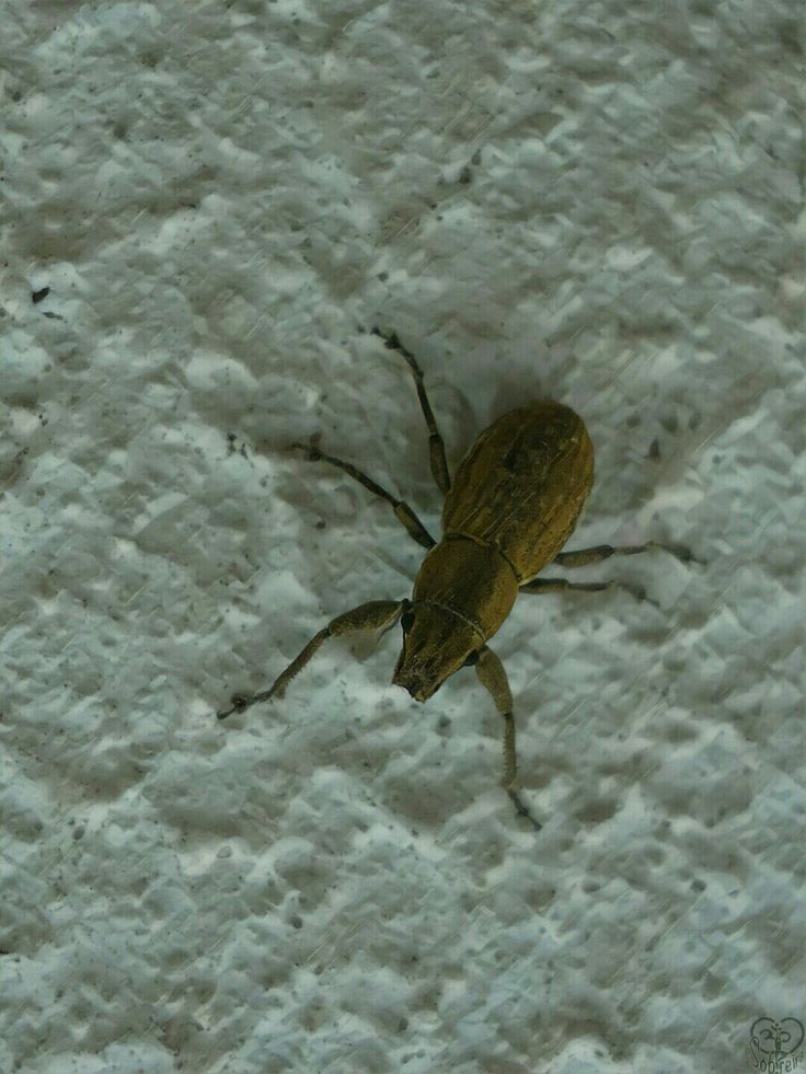 تنزيل 62