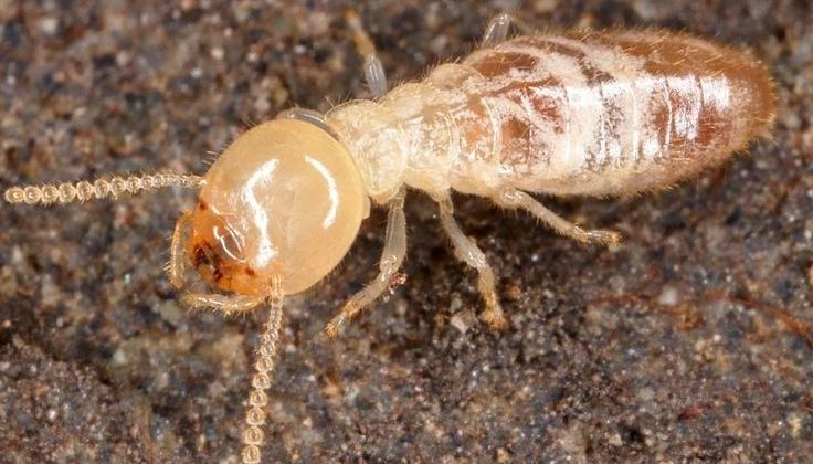 شركة مكافحة النمل الابيض بالرياض 1