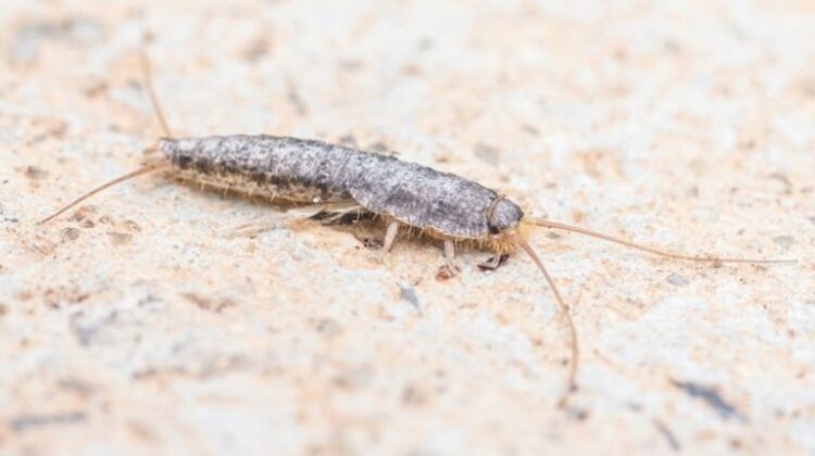 206 234624 47177cbf99