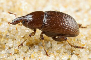 2e7cb35f37f395b309ed090b76ab0f24 1