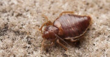 32a5bc78cb1afce1dfcfcdc0b70a7e6c 1