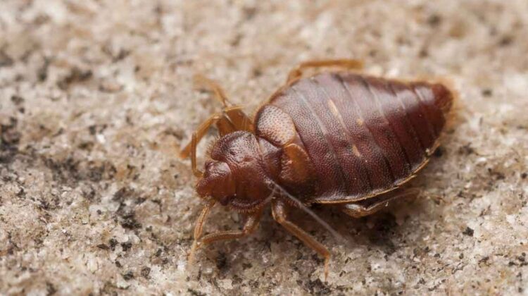 32a5bc78cb1afce1dfcfcdc0b70a7e6c 1