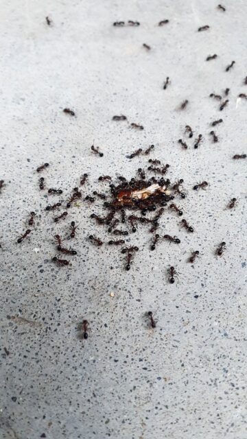 491f275eb0ea2e83fc155ccdb27e8dda