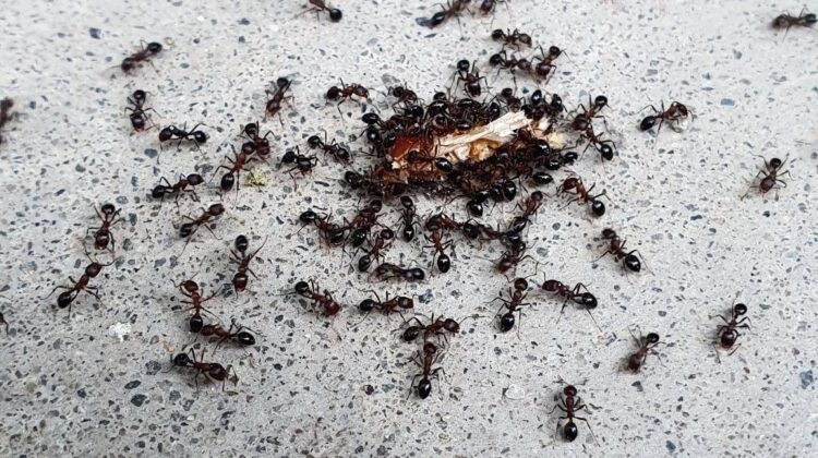 491f275eb0ea2e83fc155ccdb27e8dda