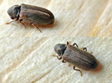 Furniture beetle Anobium punctatum 1024x756 1