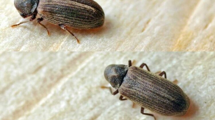 Furniture beetle Anobium punctatum 1024x756 1