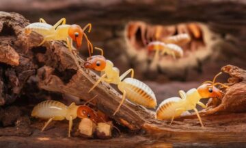 adc632938dca800d2ffef2fb6ad1887c