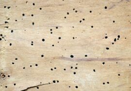 264b511898f9f938e9ad7b57f6f91ae8