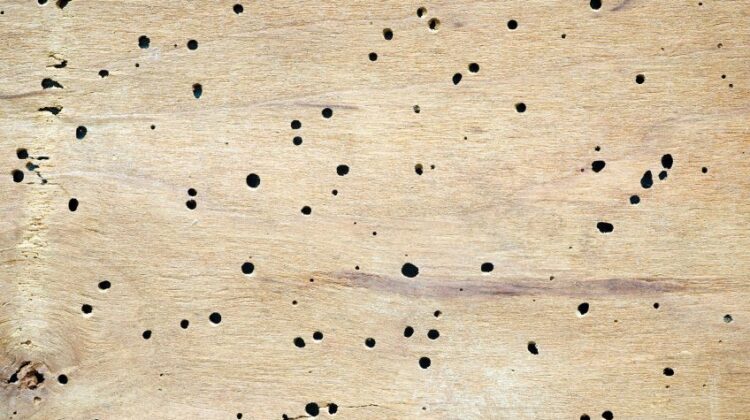 264b511898f9f938e9ad7b57f6f91ae8