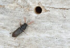 4cab370bbd3e8bb198dda5a22bb4bc56