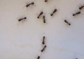 8f8cc71a0cbfe00570f47fce8002b657