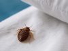 Bed Bug Pest Control Near Me With 100 Effective