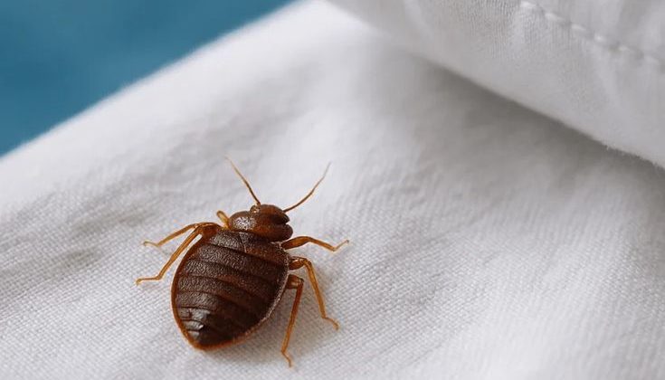 Bed Bug Pest Control Near Me With 100 Effective