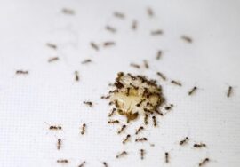 أسباب وجود النمل في المنزل