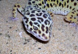 Gecko leopard femelle adulte tete