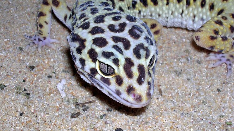 Gecko leopard femelle adulte tete