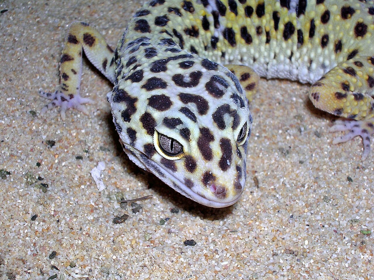 Gecko leopard femelle adulte tete