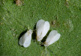 Profert aleirode 00