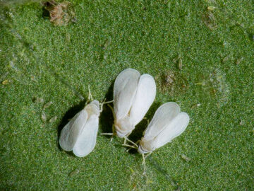 Profert aleirode 00