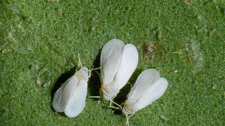 Profert aleirode 00