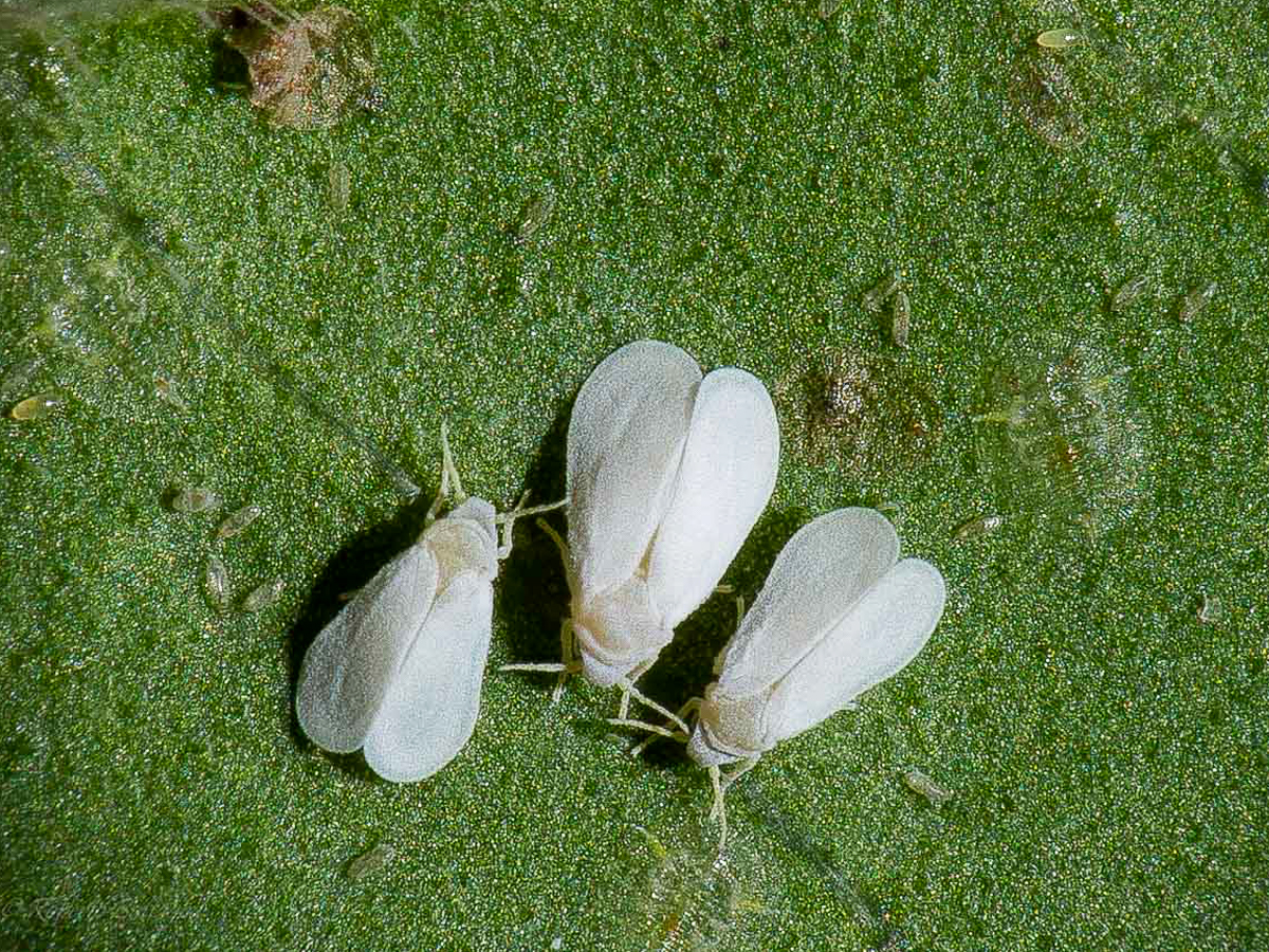 Profert aleirode 00
